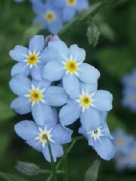 Vergissmeinnicht Blüten